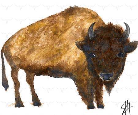 11x14 Prints - Baby Buffalo