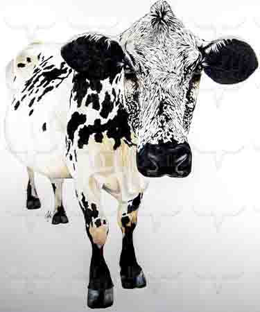 11x14 Prints - Bonnie