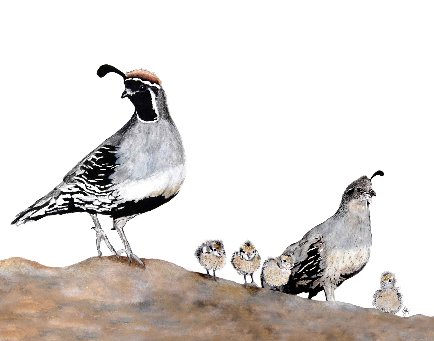 11x14 Prints - Carefree