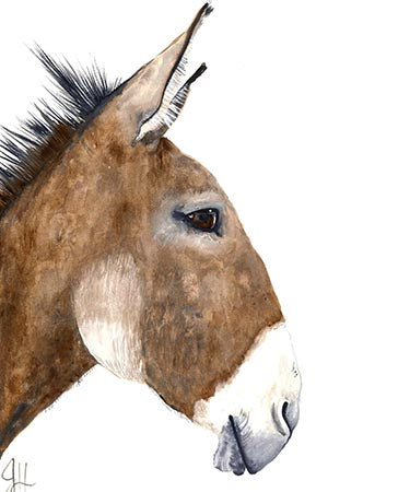 11x14 Prints - Donkey