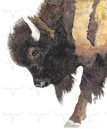 11x14 Prints - Buffalo Bill