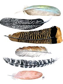 Tea Towel - Feathers