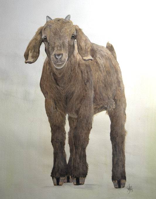 11x14 Prints - Rootbeer